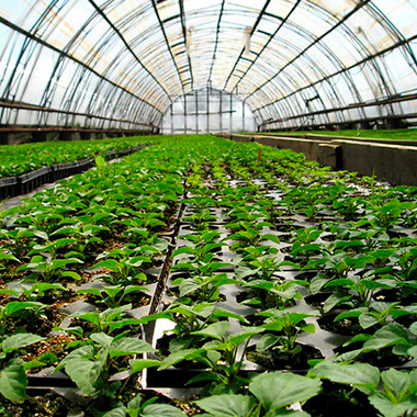 Greenhouse industry